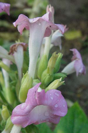Nicotiana tabacum \ Virginischer Tabak / Virginian Tobacco, D Sandhausen 2.8.2007