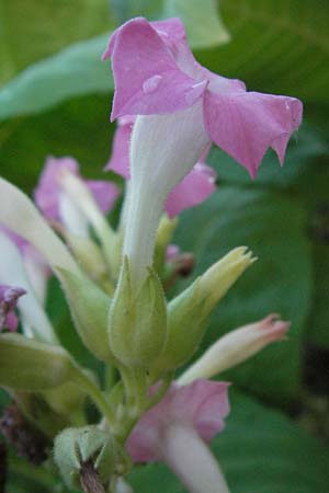 Nicotiana tabacum \ Virginischer Tabak / Virginian Tobacco, D Sandhausen 2.8.2007
