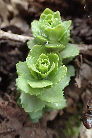 Hylotelephium telephium \ Purpur-Waldfetthenne / Witch's Moneybags, D Schriesheim 17.2.2018