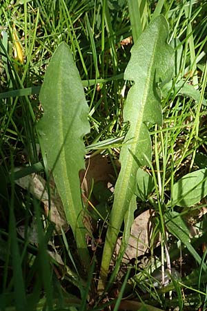 Taraxacum udum agg. \ Flutrasen-L�wenzahn / Marsh Dandelion, D Konstanz 24.4.2018