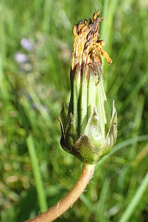 Taraxacum udum agg. \ Flutrasen-L�wenzahn / Marsh Dandelion, D Konstanz 24.4.2018