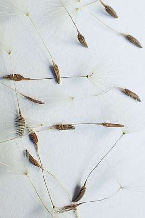 Taraxacum tortilobum \ Gedrehtlappiger L�wenzahn / Twisted-Lobed Dandelion, D Viernheim 1.5.2018