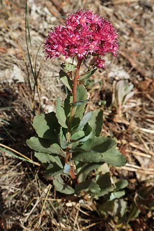 Hylotelephium telephium \ Purpur-Waldfetthenne / Witch's Moneybags, D Kaiserslautern 19.8.2020