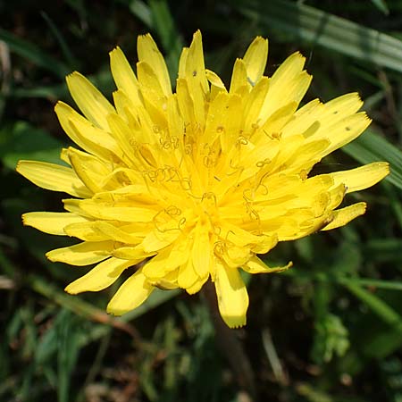 Taraxacum ciliare \ Gewimperter Sumpf-L�wenzahn / Ciliate Marsh Dandelion, D Konstanz 24.4.2018