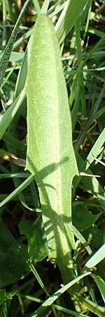 Taraxacum ciliare \ Gewimperter Sumpf-L�wenzahn / Ciliate Marsh Dandelion, D Konstanz 24.4.2018