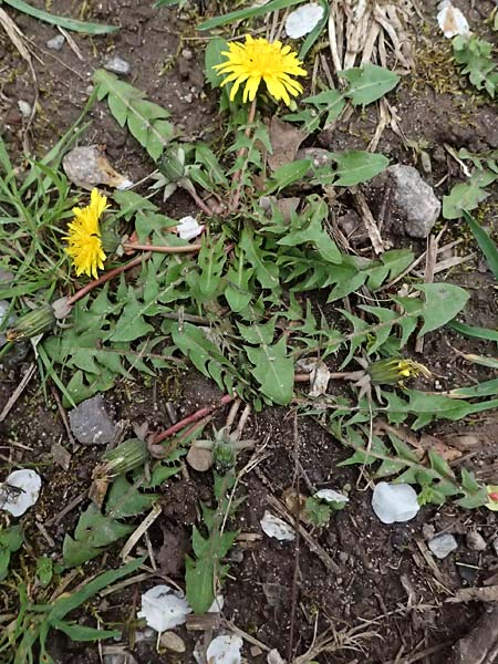 Taraxacum tenuidentatum \ D&uuml;nnz&auml;hniger Schwielen-L�wenzahn / Thin-Toothed Dandelion, D Karlsruhe 5.4.2024
