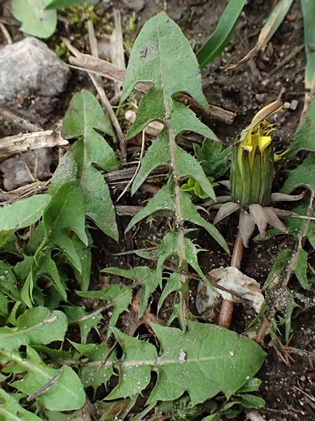 Taraxacum tenuidentatum \ D&uuml;nnz&auml;hniger Schwielen-L�wenzahn / Thin-Toothed Dandelion, D Karlsruhe 5.4.2024