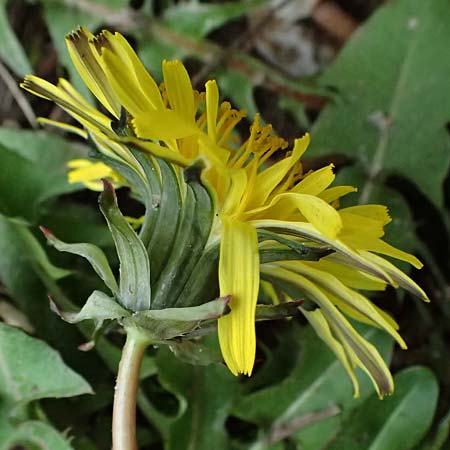 Taraxacum tenuidentatum \ D&uuml;nnz&auml;hniger Schwielen-L�wenzahn / Thin-Toothed Dandelion, D Karlsruhe 5.4.2024
