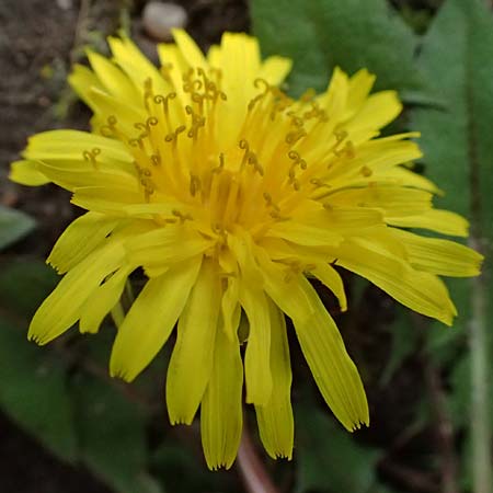 Taraxacum tenuidentatum \ D&uuml;nnz&auml;hniger Schwielen-L�wenzahn / Thin-Toothed Dandelion, D Karlsruhe 5.4.2024