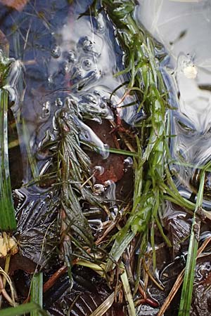 Hippuris vulgaris \ Tannenwedel / Mare's Tail, D Weisweil 30.10.2025