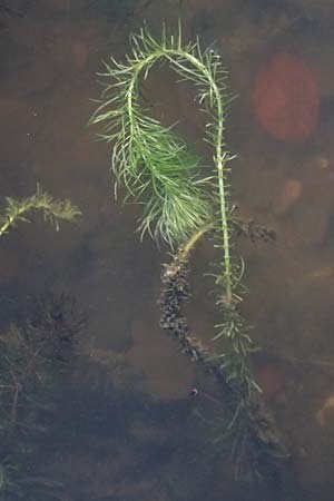 Hippuris vulgaris \ Tannenwedel / Mare's Tail, D Isny 31.10.2025