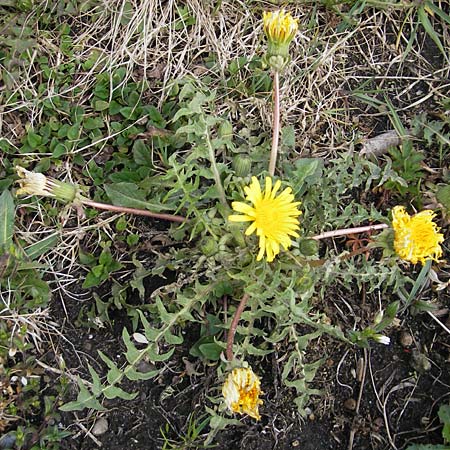 Taraxacum cf. subundulatum ? \ Feingewellter L�wenzahn / Fine-Wavy Dandelion, D Krumbach 8.5.2010