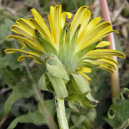 Taraxacum cf. subundulatum ? \ Feingewellter L�wenzahn / Fine-Wavy Dandelion, D Krumbach 8.5.2010