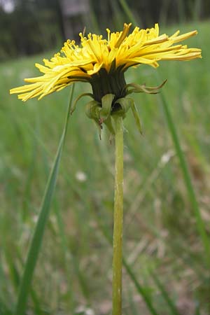 Taraxacum specA ? \ L�wenzahn / Dandelion, D Pfalz, Speyer 3.5.2013