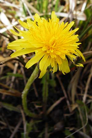 Taraxacum oblongatum ? \ Rundlappiger L�wenzahn / Oblong-Leaved Dandelion, D Offenbach am Main 2.5.2015