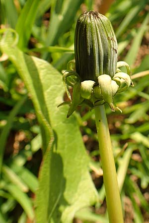 Taraxacum spec3 ? \ L�wenzahn / Dandelion, D Sachsen, Rathen an der Elbe 2.11.2015