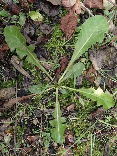 Taraxacum ekmanii ? \ Ekmans L�wenzahn / Ekman's Dandelion, D Mannheim 7.11.2015