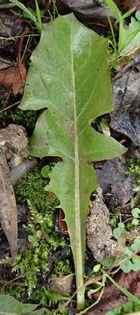 Taraxacum ekmanii ? \ Ekmans L�wenzahn / Ekman's Dandelion, D Mannheim 7.11.2015