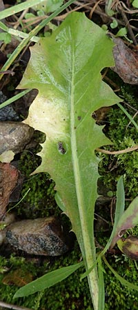 Taraxacum ekmanii ? \ Ekmans L�wenzahn / Ekman's Dandelion, D Mannheim 7.11.2015