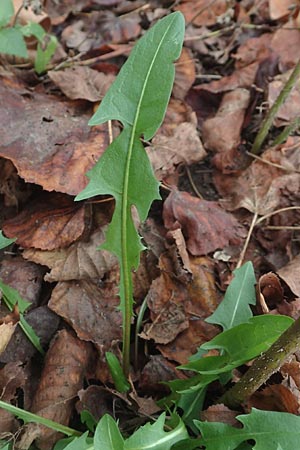 Taraxacum floccosum ? \ Lilah&uuml;lliger L�wenzahn / Floccose Dandelion, D Mannheim 12.11.2015