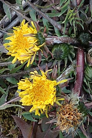 Taraxacum amplum ? \ Pr�chtiger L�wenzahn / Toothed Dandelion, D &Ouml;stringen-Eichelberg 18.3.2016