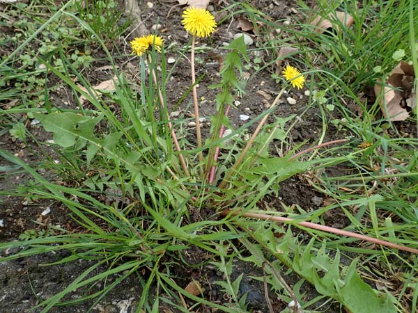 Taraxacum sect. Ruderalia \ Gew�hnlicher L�wenzahn, Kuhblume / Dandelion, D Mannheim 18.4.2016
