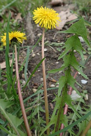 Taraxacum sect. Ruderalia \ Gew�hnlicher L�wenzahn, Kuhblume / Dandelion, D Mannheim 18.4.2016