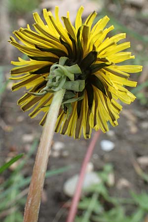 Taraxacum sect. Ruderalia \ Gew�hnlicher L�wenzahn, Kuhblume / Dandelion, D Mannheim 18.4.2016