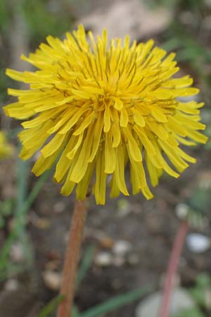 Taraxacum sect. Ruderalia \ Gew�hnlicher L�wenzahn, Kuhblume / Dandelion, D Mannheim 18.4.2016