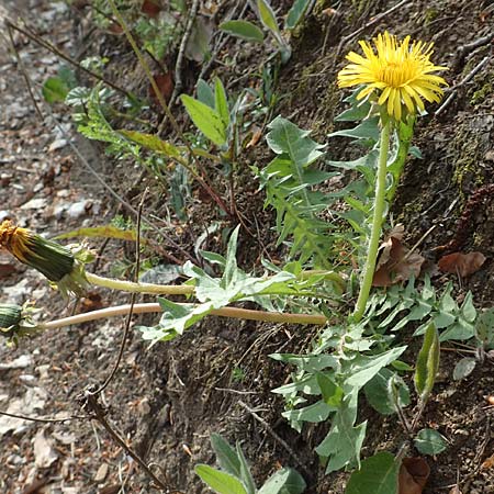 Taraxacum specB ? \ L�wenzahn / Dandelion, D Odenwald, Nieder-Beerbach 22.4.2016