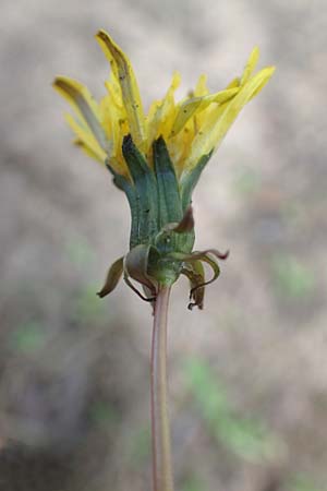 Taraxacum spec6 ? \ L�wenzahn / Dandelion, D Viernheim 5.5.2016