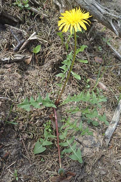 Taraxacum parnassicum \ Schlesischer L�wenzahn / Parnassus Dandelion, D Viernheim 5.5.2016