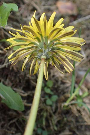 Taraxacum parnassicum \ Schlesischer L�wenzahn / Parnassus Dandelion, D Viernheim 5.5.2016