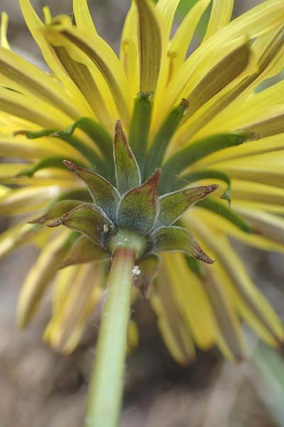 Taraxacum parnassicum \ Schlesischer L�wenzahn / Parnassus Dandelion, D Viernheim 5.5.2016