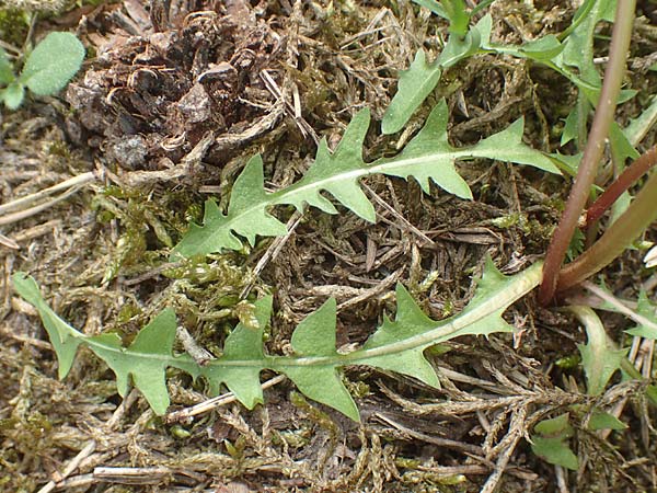 Taraxacum scanicum \ Schonen-L�wenzahn / Scania Dandelion, D Viernheim 9.5.2016