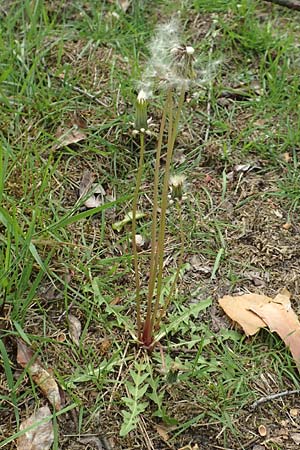 Taraxacum scanicum \ Schonen-L�wenzahn / Scania Dandelion, D Viernheim 9.5.2016
