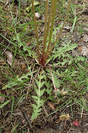 Taraxacum scanicum \ Schonen-L�wenzahn / Scania Dandelion, D Viernheim 9.5.2016