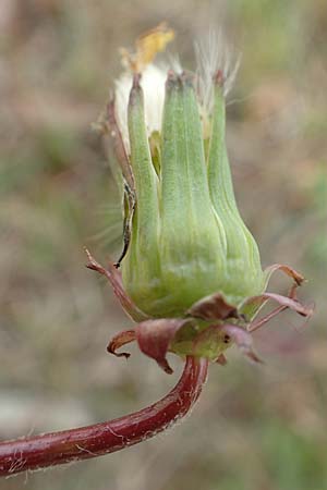 Taraxacum tortilobum \ Gedrehtlappiger L�wenzahn / Twisted-Lobed Dandelion, D Viernheim 9.5.2016
