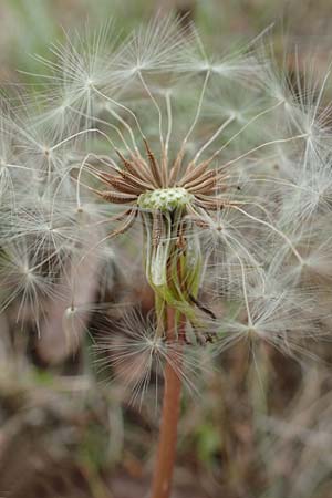 Taraxacum tortilobum \ Gedrehtlappiger L�wenzahn / Twisted-Lobed Dandelion, D Viernheim 9.5.2016
