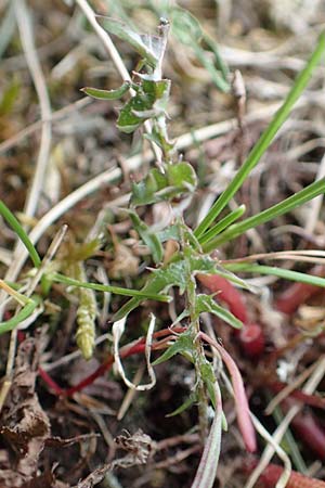 Taraxacum tortilobum \ Gedrehtlappiger L�wenzahn / Twisted-Lobed Dandelion, D Viernheim 9.5.2016
