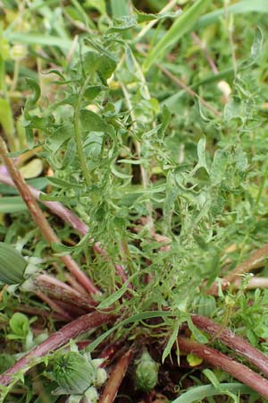 Taraxacum tortilobum \ Gedrehtlappiger L�wenzahn / Twisted-Lobed Dandelion, D Kleinwallstadt am Main 8.4.2017