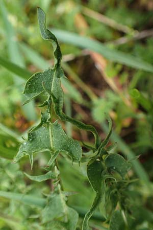 Taraxacum tortilobum \ Gedrehtlappiger L�wenzahn / Twisted-Lobed Dandelion, D Kleinwallstadt am Main 8.4.2017