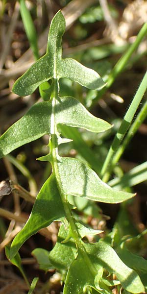 Taraxacum lacistophyllum \ Geschlitztbl�ttriger L�wenzahn / Cut-Leaved Dandelion, D Werbach 8.4.2017