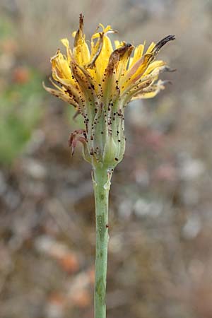 Leontodon saxatilis \ Nickender L�wenzahn / Lesser Hawkbit, Hairy Hawkbit, D Babenhausen 24.6.2017