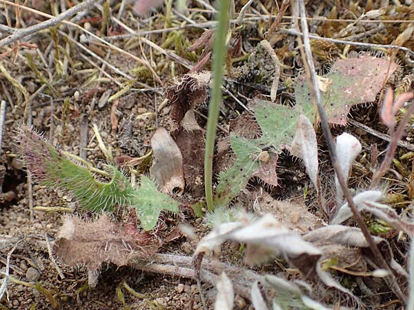 Leontodon saxatilis \ Nickender L�wenzahn / Lesser Hawkbit, Hairy Hawkbit, D Babenhausen 24.6.2017