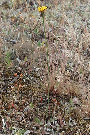 Leontodon saxatilis \ Nickender L�wenzahn / Lesser Hawkbit, Hairy Hawkbit, D Babenhausen 24.6.2017
