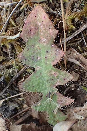 Leontodon saxatilis \ Nickender L�wenzahn / Lesser Hawkbit, Hairy Hawkbit, D Babenhausen 24.6.2017