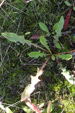 Taraxacum sect. Ruderalia \ Gew�hnlicher L�wenzahn, Kuhblume / Dandelion, D Weinheim an der Bergstra&szlig;e 14.10.2017