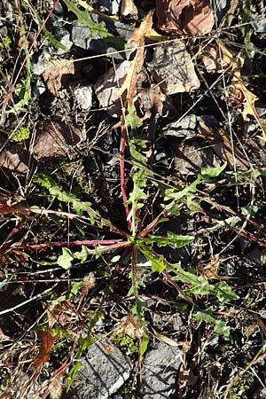 Taraxacum sect. Ruderalia \ Gew�hnlicher L�wenzahn, Kuhblume / Dandelion, D Weinheim an der Bergstra&szlig;e 14.10.2017