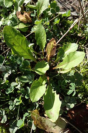Taraxacum sect. Ruderalia \ Gew�hnlicher L�wenzahn, Kuhblume / Dandelion, D Weinheim an der Bergstra&szlig;e 14.10.2017